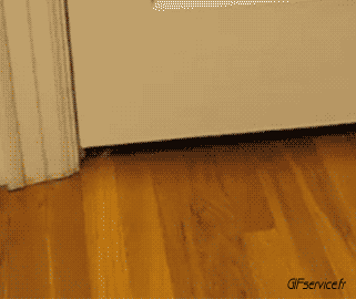 05 Cats Animals Humor -  Fun 