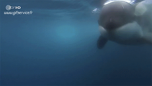 01 Killer whales Animals Humor -  Fun 