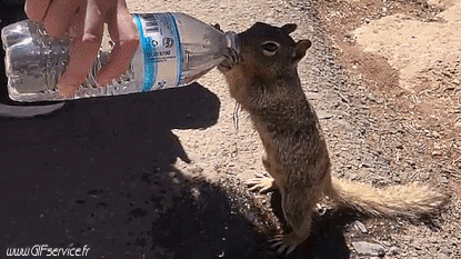 01 Ardillas Animales Humor - Fun 