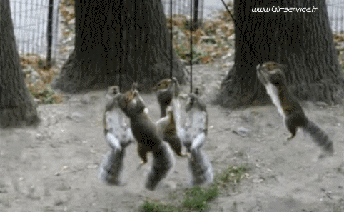 01 Eichhörnchen Tiere Humor -  Fun 