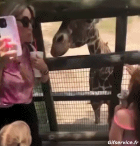 Serie 01 Girafes Animaux Humour - Fun 