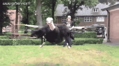 01 Ostriches Animals Humor -  Fun 