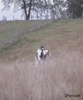 01 Pferde Tiere Humor -  Fun 