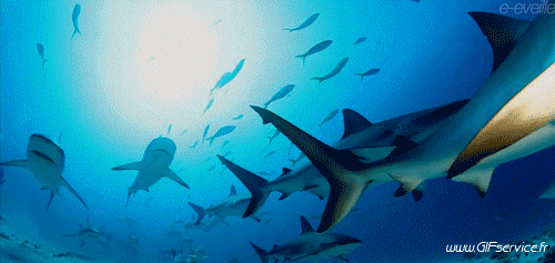 01 Requins Animaux Humour - Fun 