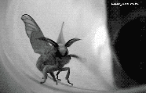 01 Insectos Animales Humor - Fun 