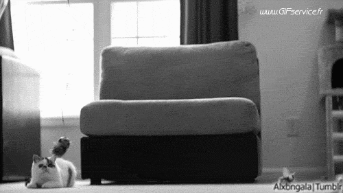 02 Gatos Animales Humor - Fun 