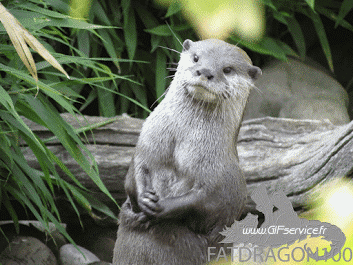 01 Otters Tiere Humor -  Fun 