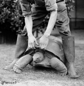 01 Schildkröten Tiere Humor -  Fun 