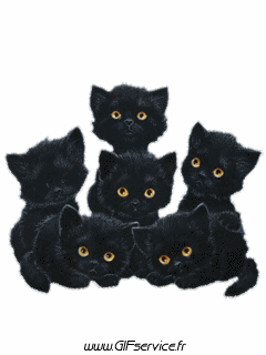 03 Gatos Animales Humor - Fun 