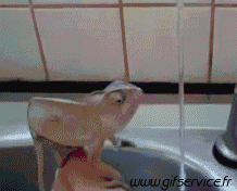 01 Chameleon Tiere Humor -  Fun 