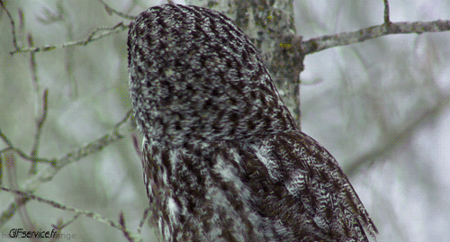 Raptor & Nocturne Birds Animals Humor -  Fun 