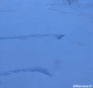 Divers 02 Oiseaux Animaux Humour - Fun 