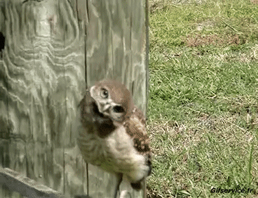 Rapaz y Nocturno Pájaros Animales Humor - Fun 