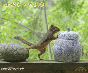 01 Squirrels Animals Humor -  Fun 