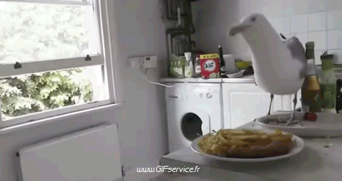 Gaviotas Pájaros Animales Humor - Fun 