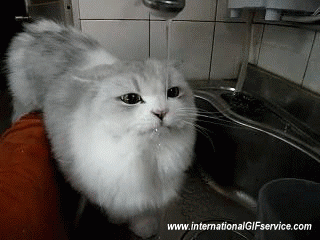 01 Gatos Animales Humor - Fun 