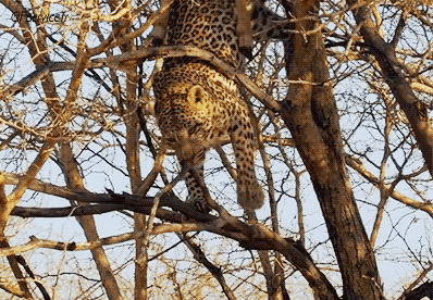 01 Panther Tiere Humor -  Fun 