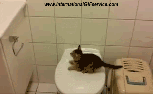 Serie 01 Chats Animaux Humour - Fun 