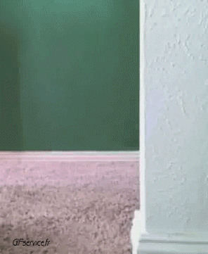 05 Gatos Animales Humor - Fun 