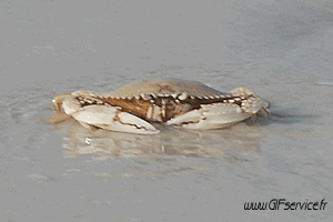 01 Crabs Animals Humor -  Fun 