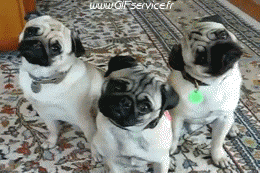 Serie 02 Chiens Animaux Humour - Fun 