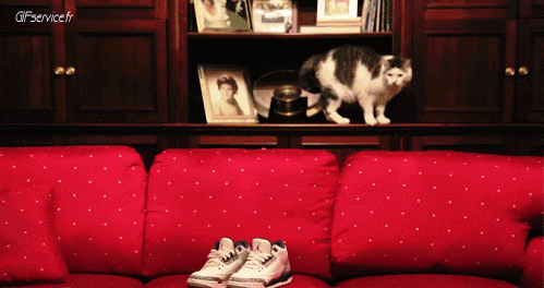 05 Gatos Animales Humor - Fun 