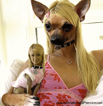 Serie 01 Chiens Animaux Humour - Fun 