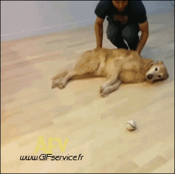 01 Hunde Tiere Humor -  Fun 