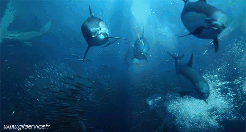 01 Dolphins Animals Humor -  Fun 