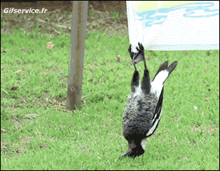 Vari Uccelli Animali Umorismo -  Fun 