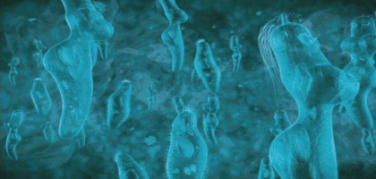 04 Video GIF Scary Movie Películas Internacional Multimedia 