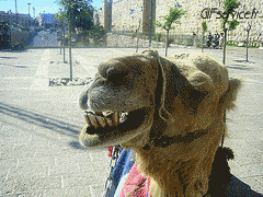 01 Camels Animals Humor -  Fun 