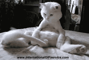 01 Cats Animals Humor -  Fun 