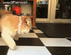 03 Hunde Tiere Humor -  Fun 