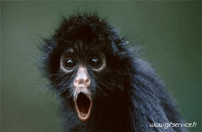 Serie 01 Singes Animaux Humour - Fun 