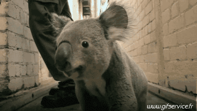 01 Koala Tiere Humor -  Fun 
