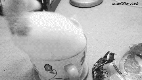 Serie 02 Chats Animaux Humour - Fun 