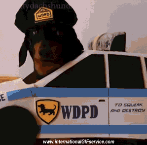 01 Perros Animales Humor - Fun 