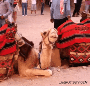 serie 01 Dromadaires Animaux Humour - Fun 