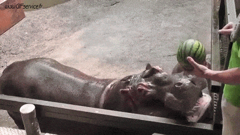 01 Hippopotamus Animals Humor -  Fun 