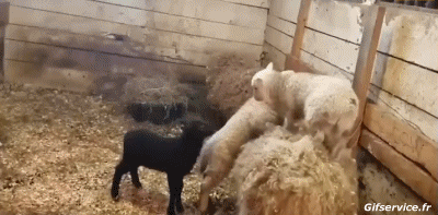 01 Oveja Animales Humor - Fun 