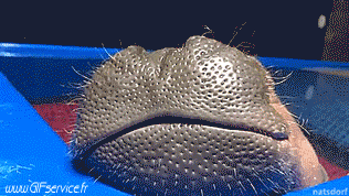 01 Hippopotames Animaux Humour - Fun 