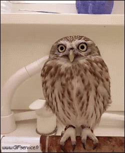 Rapaz y Nocturno Pájaros Animales Humor - Fun 