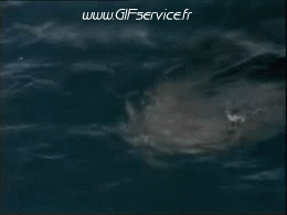 01 Requins Animaux Humour - Fun 