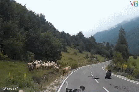 01 Schaf Tiere Humor -  Fun 