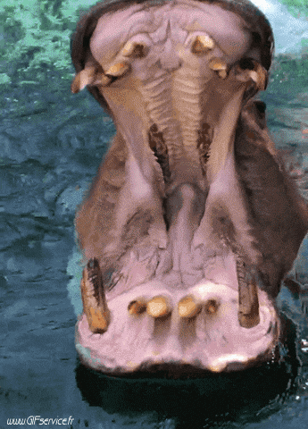 01 Hippopotamus Animals Humor -  Fun 