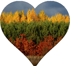 Heart Lithuania Europe Flags 