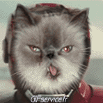 04 Cats Animals Humor -  Fun 