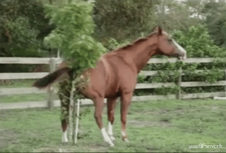 01 Pferde Tiere Humor -  Fun 