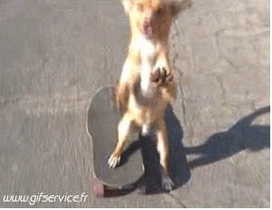 Serie 03 Chiens Animaux Humour - Fun 